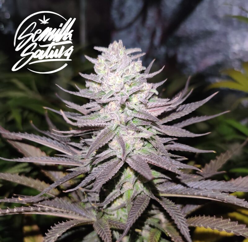 black-domina