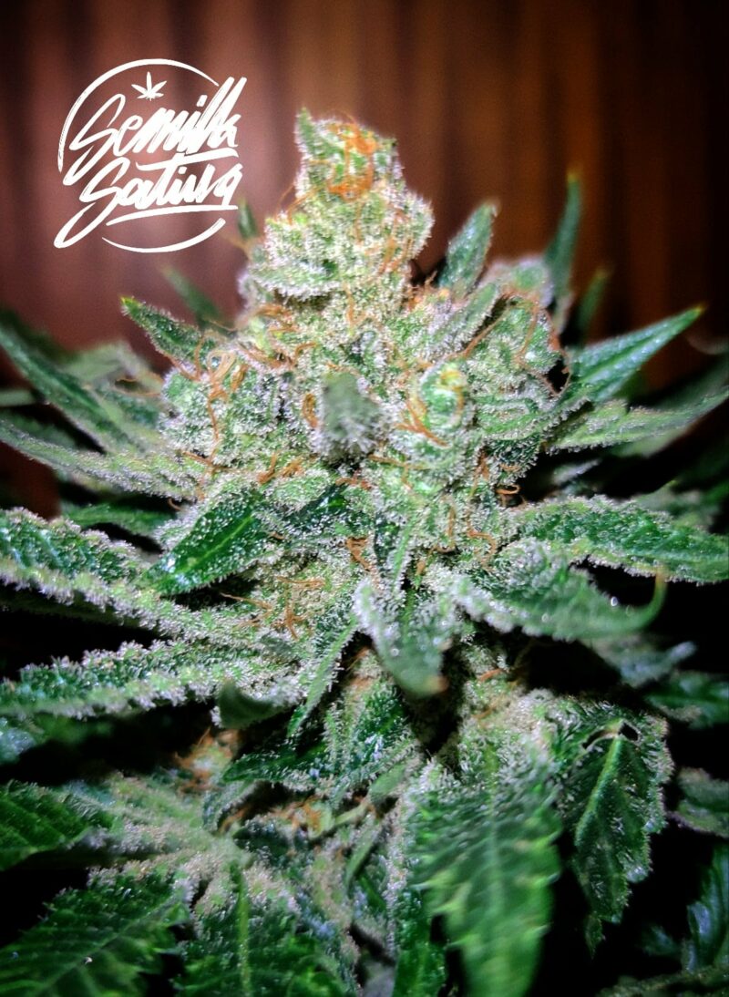 CRITICAL +