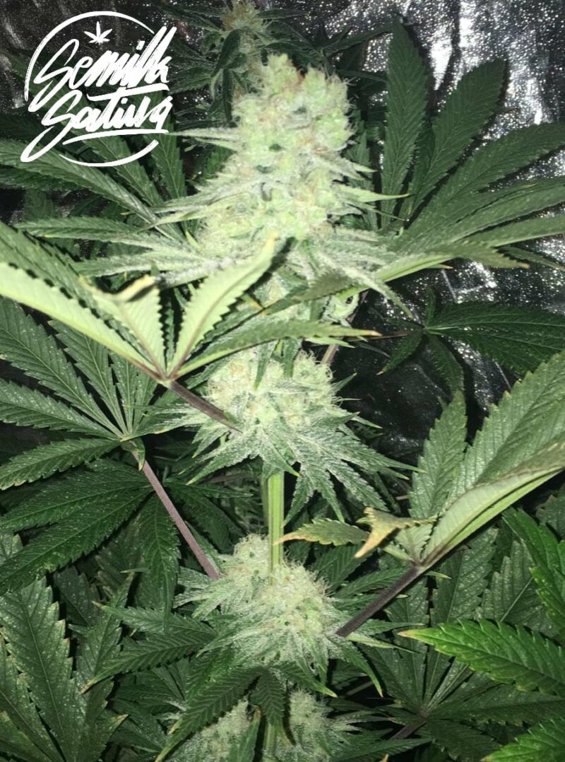 GELATO