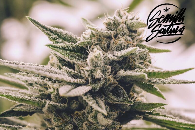 godzilla-hash