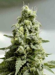 semillas-haze-auto-a-granel