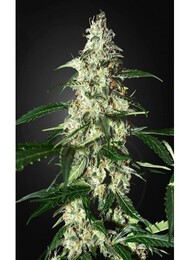 skunk-auto-autoflorecientes-a-granel