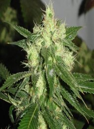 sour-diesel-medical-seeds-semilla