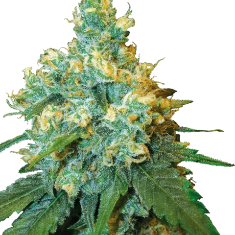 jack-herer-feminizada-xl (1) (1)