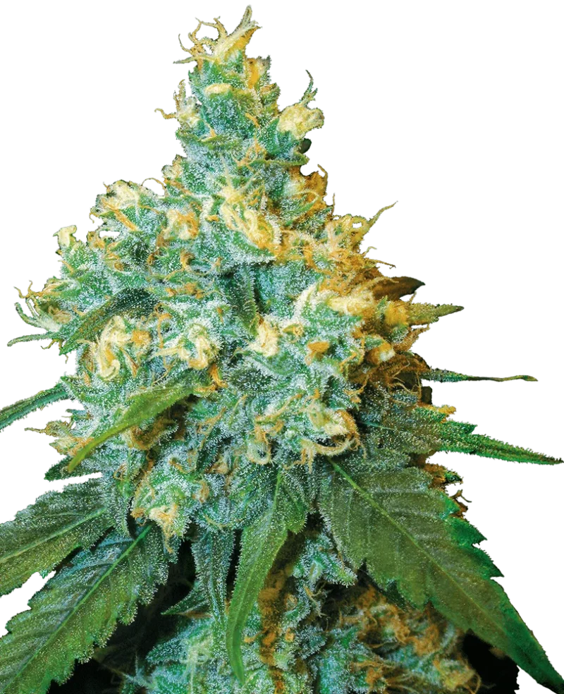 jack-herer-feminizada-xl (1) (1)