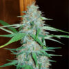 white-widow (1)