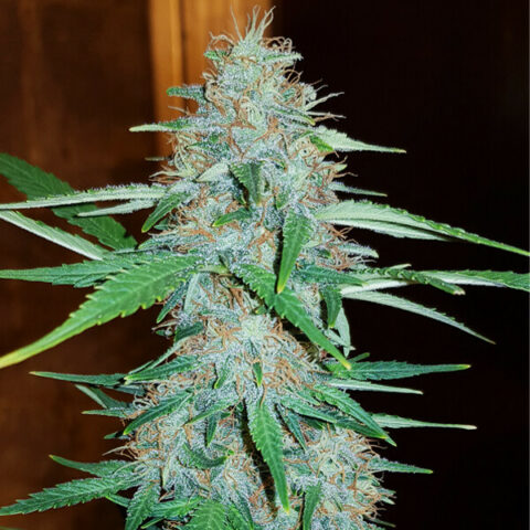 white-widow (1)