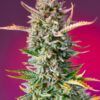Gorilla Sherbet F1 Fast Version® SWEED SEEDS - Imagen 2