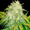 IL DIAVOLO DELICIOUS SEEDS - Imagen 3