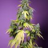 Jet Fuel Mandarine XL Auto - Imagen 2