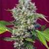 SAN FERNANDO LEMON KUSH SWEET SEEDS - Imagen 2